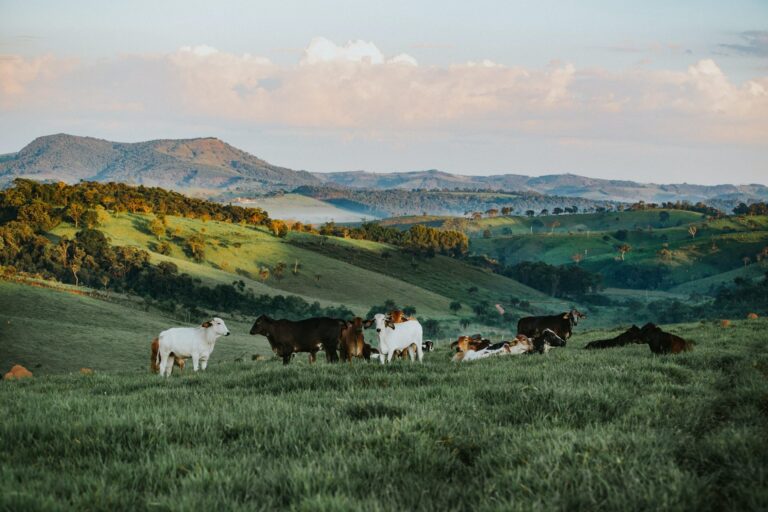 Herd of cows grazing on lush green hillside with rolling hills and mountains in background.