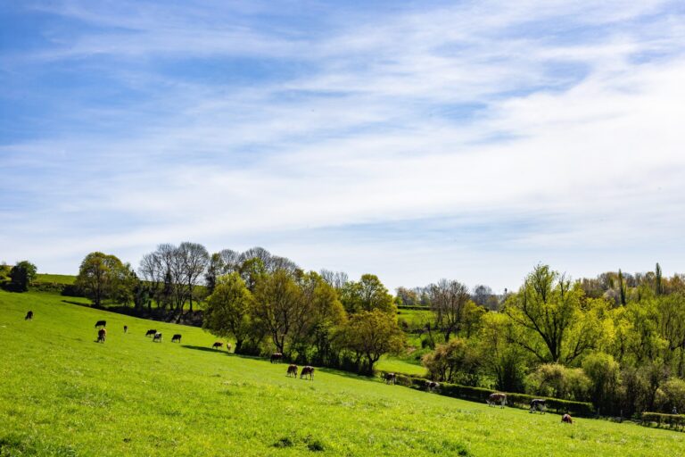 Green pastoral hillside with grazing cows under a blue sky with scattered clouds.