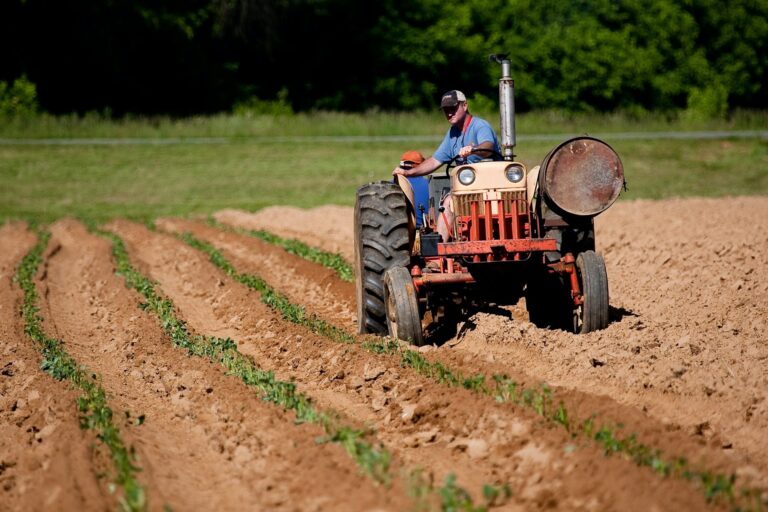 Man operating beige and red tractor cultivating rows of young green plants in a field.