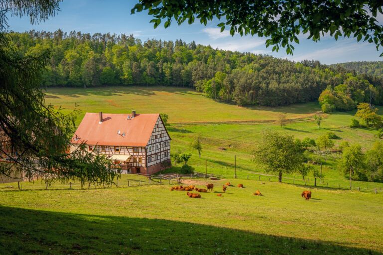 Traditional farmhouse with red roof and grazing brown cows in green pasture.