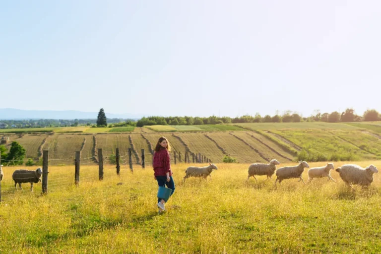 Young woman in a red plaid shirt carrying a blue bucket, walking among sheep in a sunlit rural field.