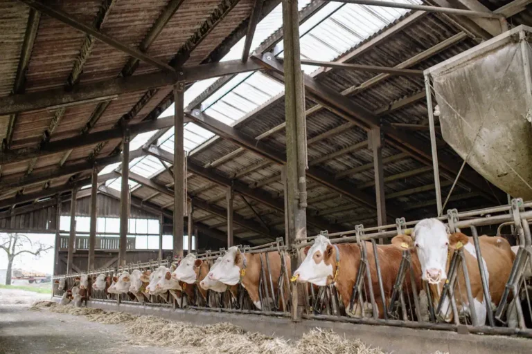 Row of brown and white dairy cows feeding inside a large barn with skylights.