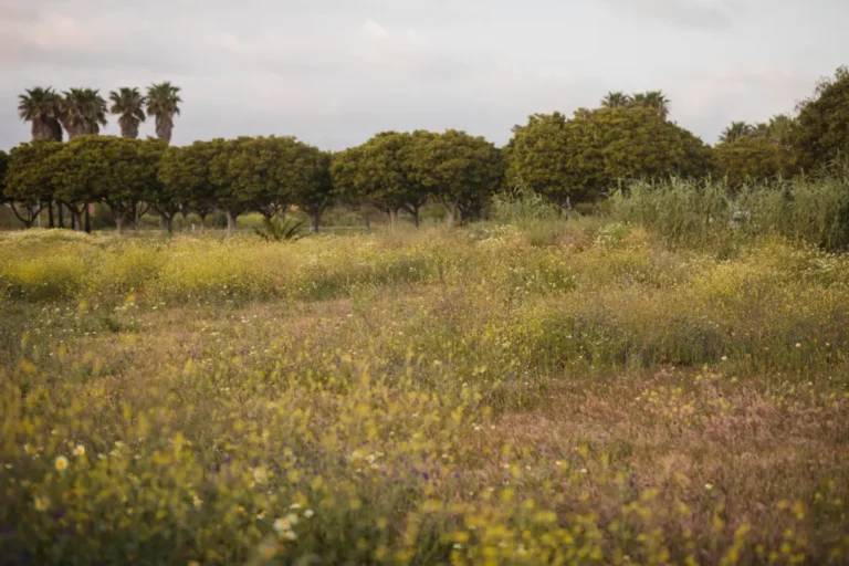 Expansive field with yellow wildflowers and a row of green trees under cloudy sky.