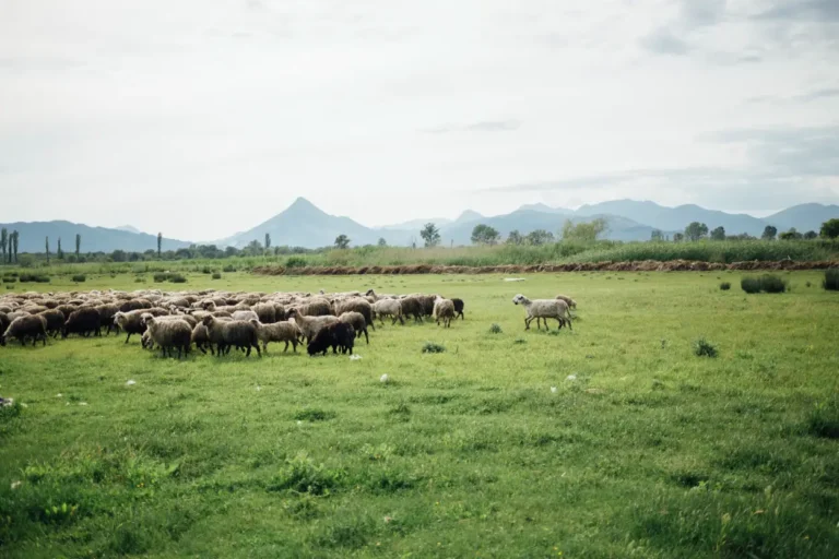 Herd of sheep grazing on a green field with distant mountains under a cloudy sky.