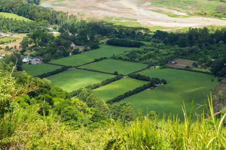 Aerial view of lush green agricultural fields bordered by trees and surrounded by dense forest.