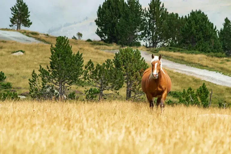 Brown horse with white mane standing in golden grass field near green pine trees and dirt path.