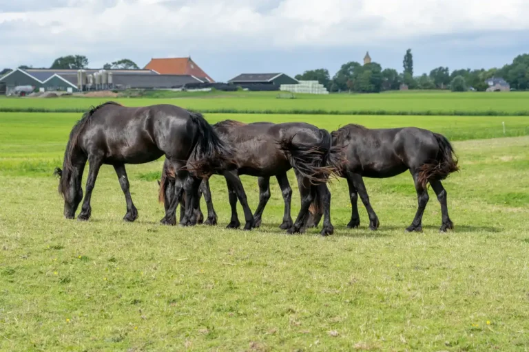 Group of five black horses grazing on green pasture with farm buildings in background.