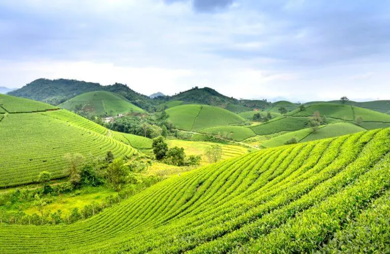 Lush green terraced hills under a cloudy sky, with scattered trees and vegetation.