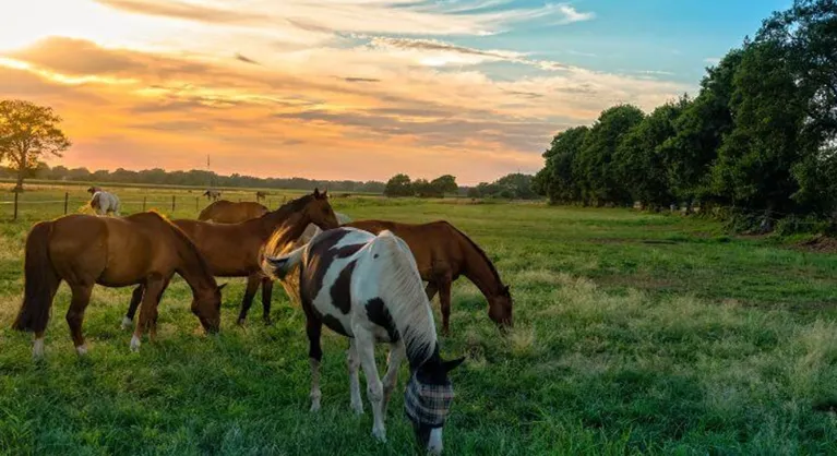 A group of horses grazing in a green field during a colorful sunset.