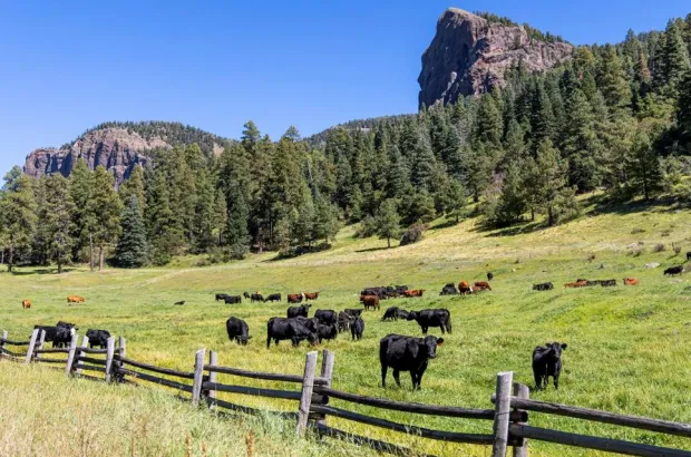 Herd of black and brown cows grazing in a green pasture with wooden fence and forested mountains under clear blue sky.