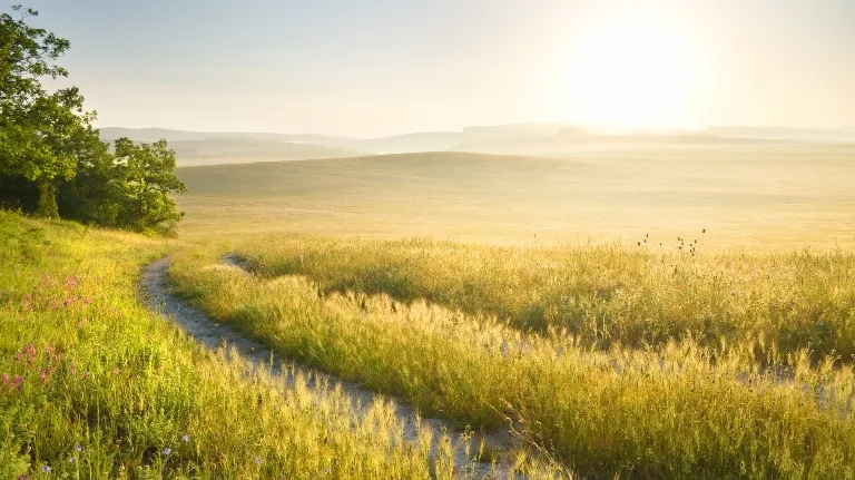 Sunlit rural landscape with a winding dirt path through tall grass and trees.
